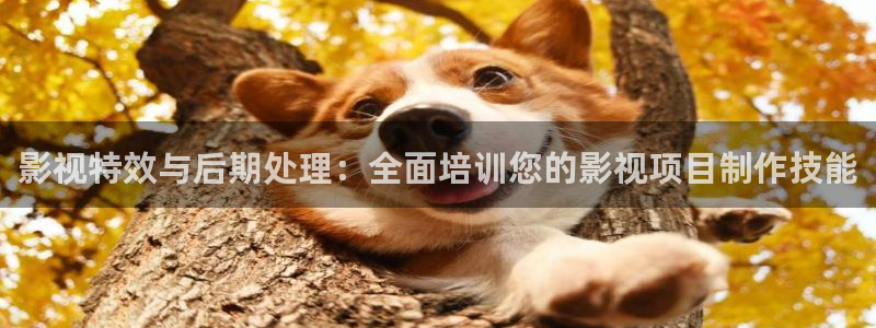 神马电影网第九达达兔影院